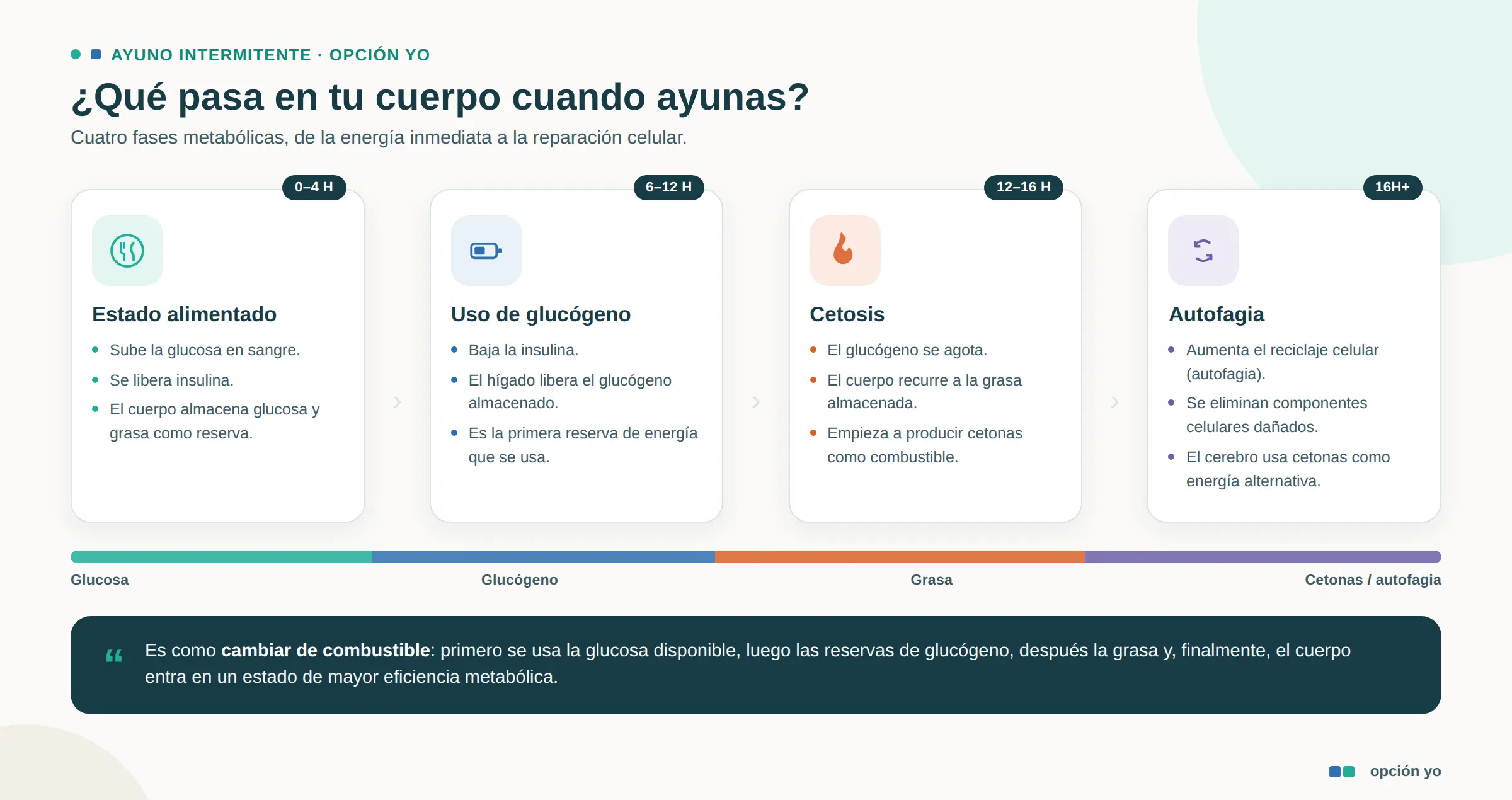 Fases metabolicas del ayuno intermitente infografia