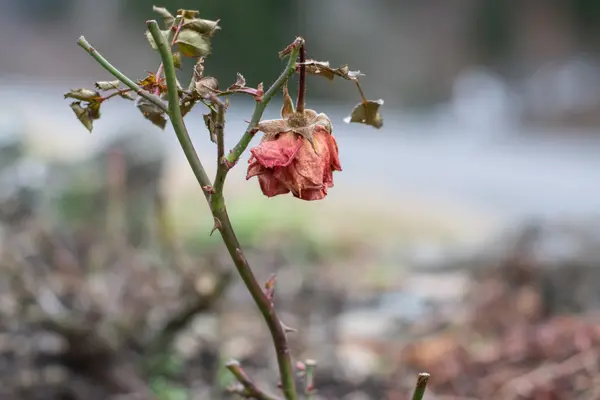 Flor marchita duelo